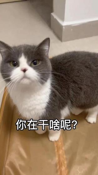 你在干嘛呢抖音号是什么