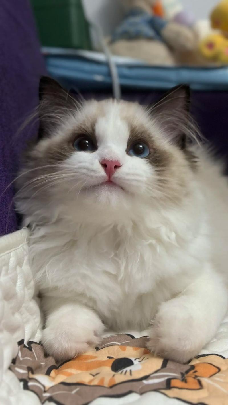 抖音中的猫是什么猫啊