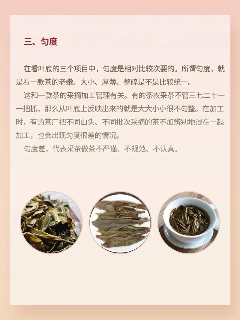 抖音号普洱茶什么意思