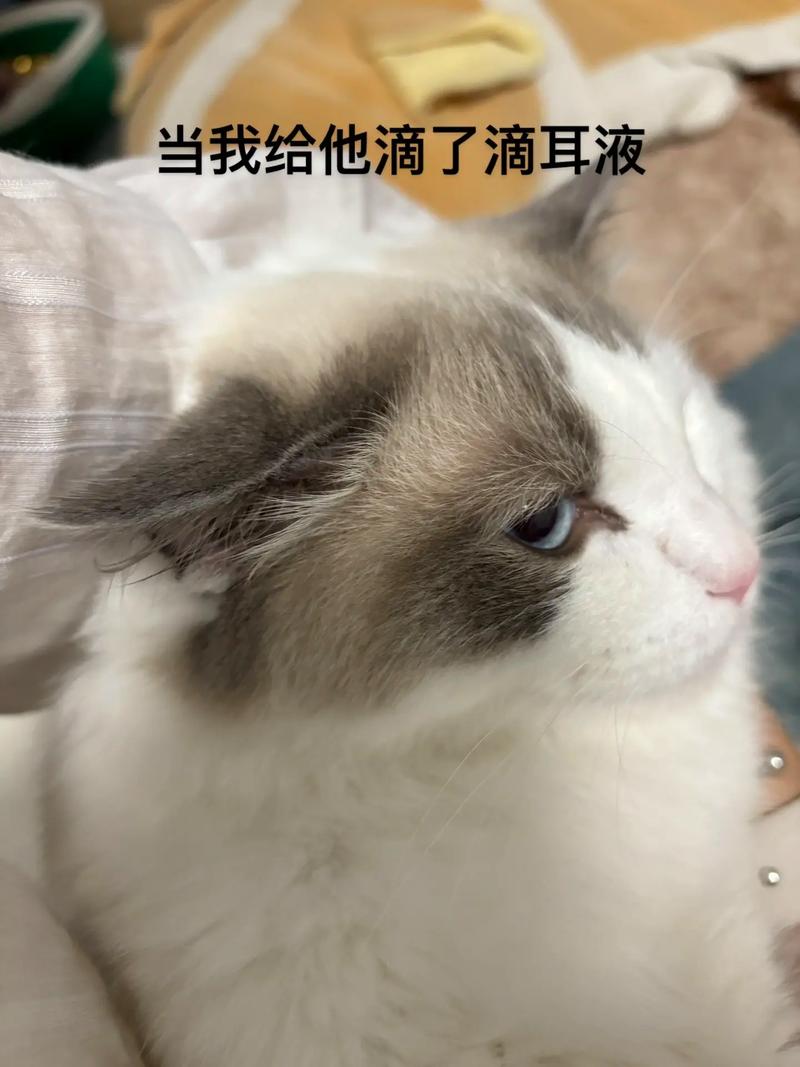 抖音里的猫耳朵是什么梗