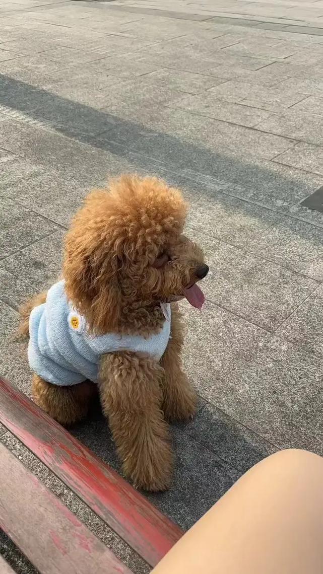 抖音走路的狗是什么狗啊