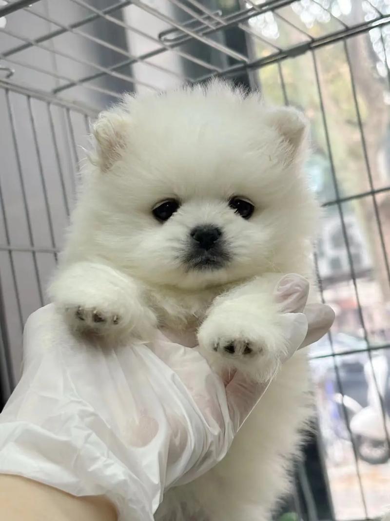 抖音里肉球狗狗是什么狗