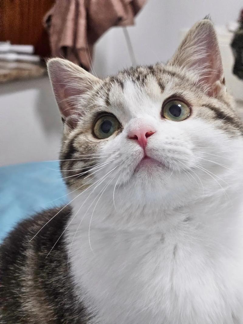 抖音中的猫是什么猫啊