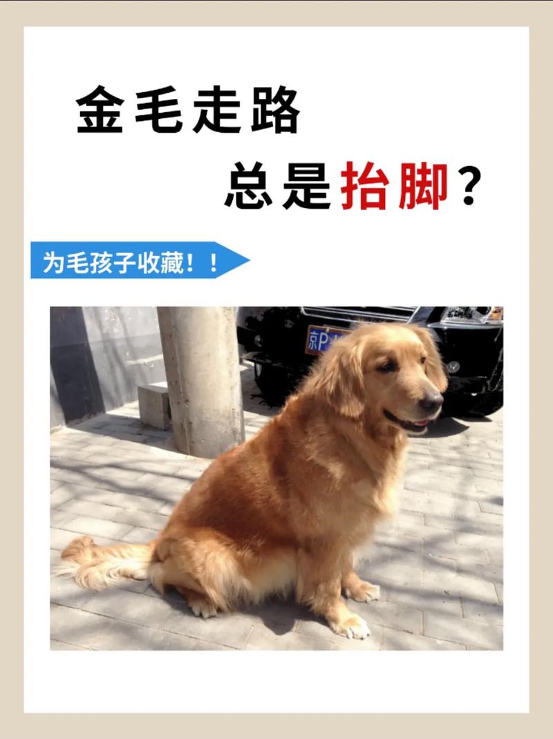 抖音走路的狗是什么狗啊