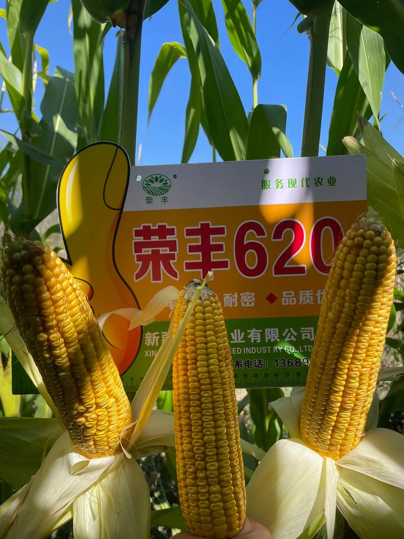 洪濑荣丰抖音号是什么