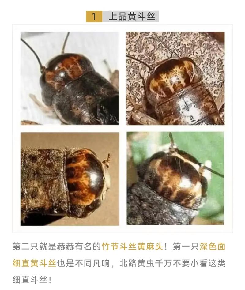 抖音麻头是什么意思呀
