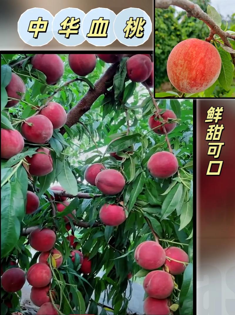 抖音桃什么名的屏障主播