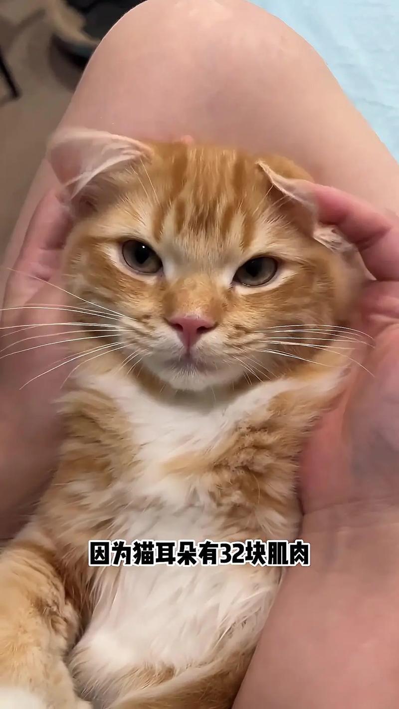 抖音里的猫耳朵是什么梗
