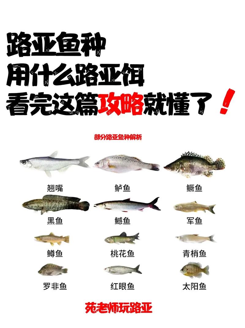 抖音蓝号养殖的需要什么