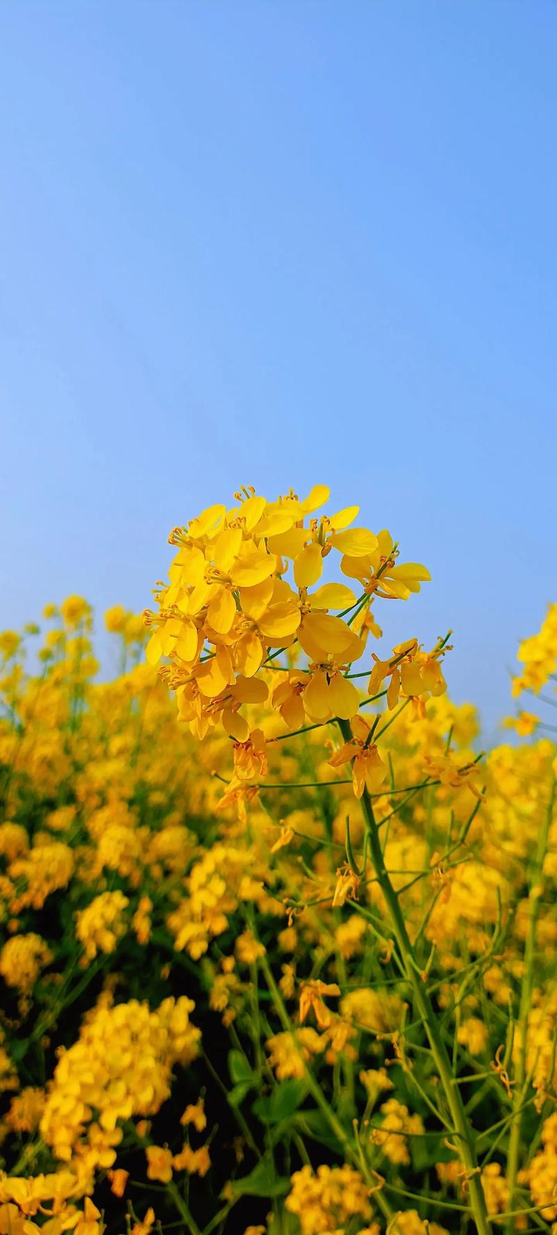 抖音道具小黄花什么意思