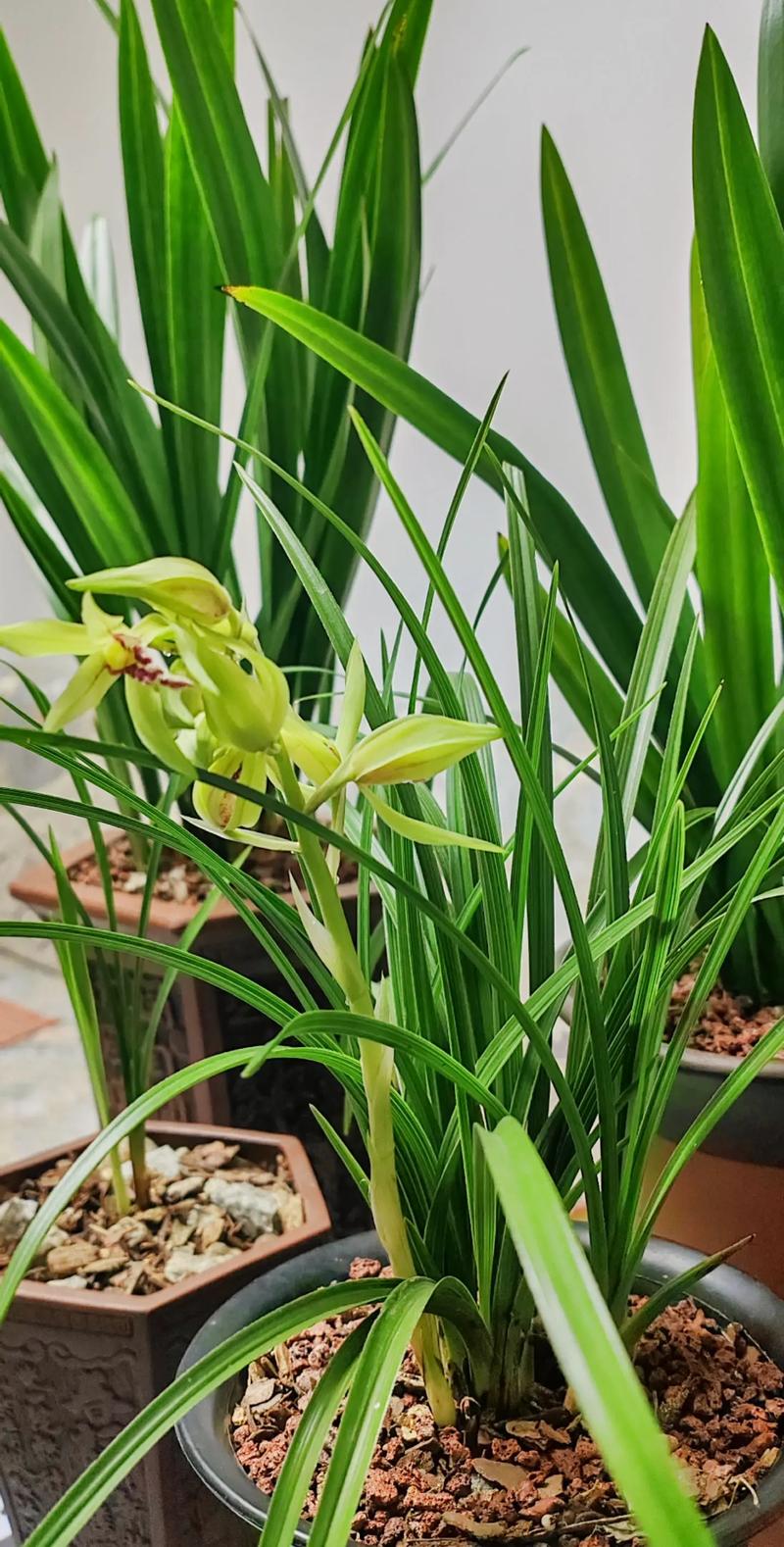 抖音的兰花都是什么草种