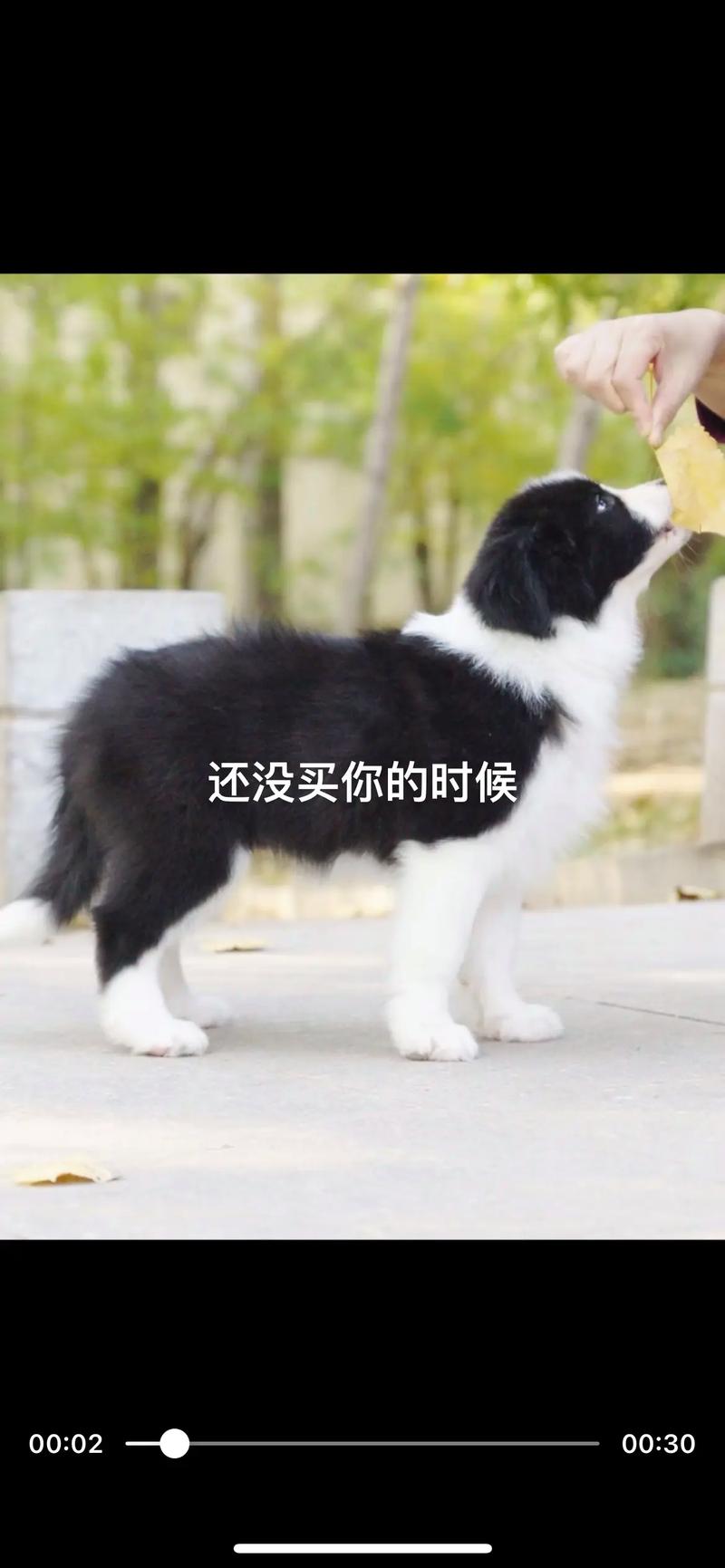 抖音最火边牧是什么歌