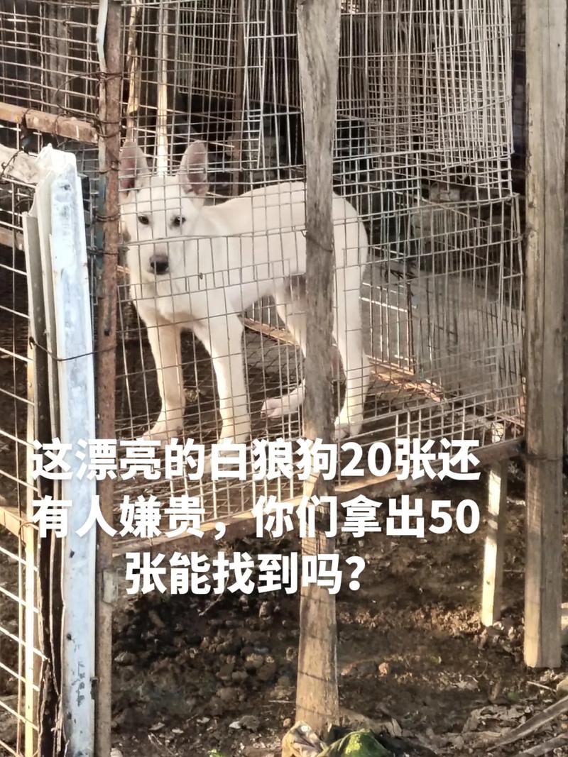 抖音狼狗叼枝花什么意思