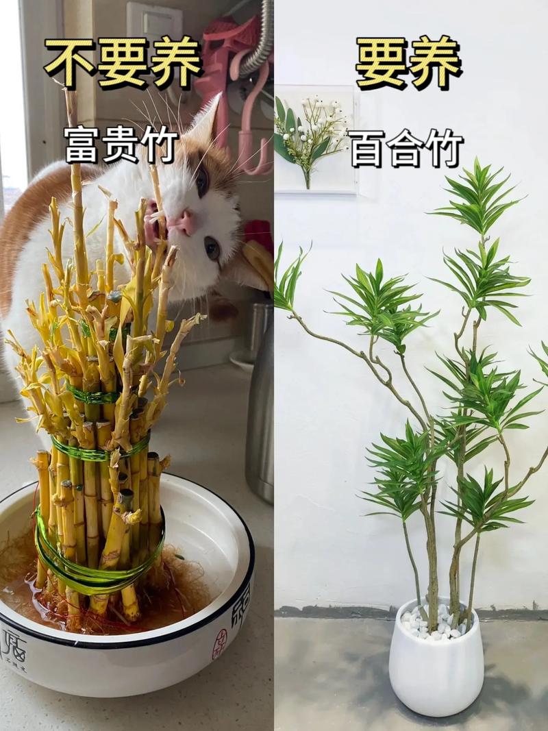 抖音绿植是什么样的人