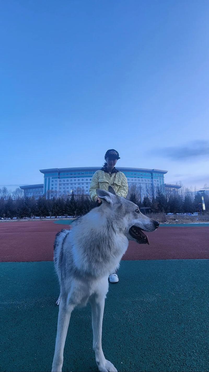 抖音狼狗叼枝花什么意思