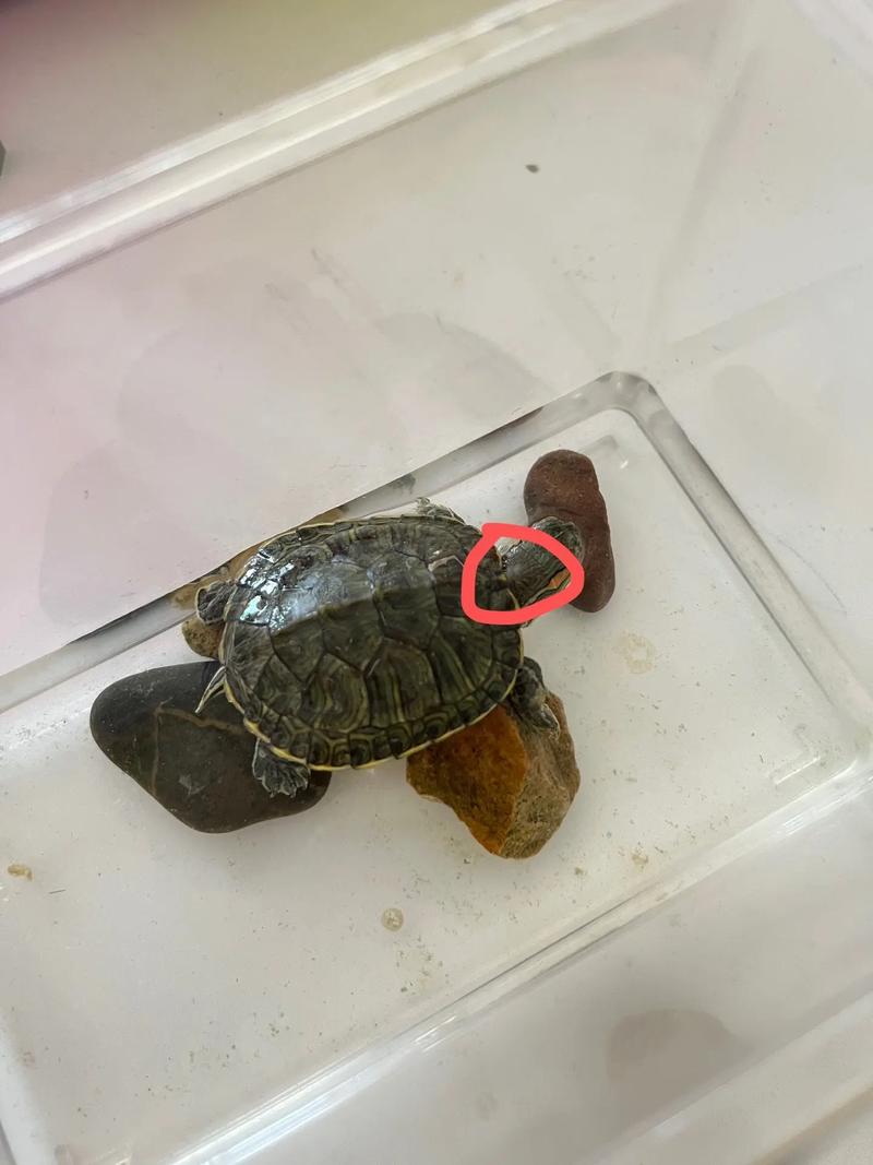 抖音这乌龟像什么东西呀