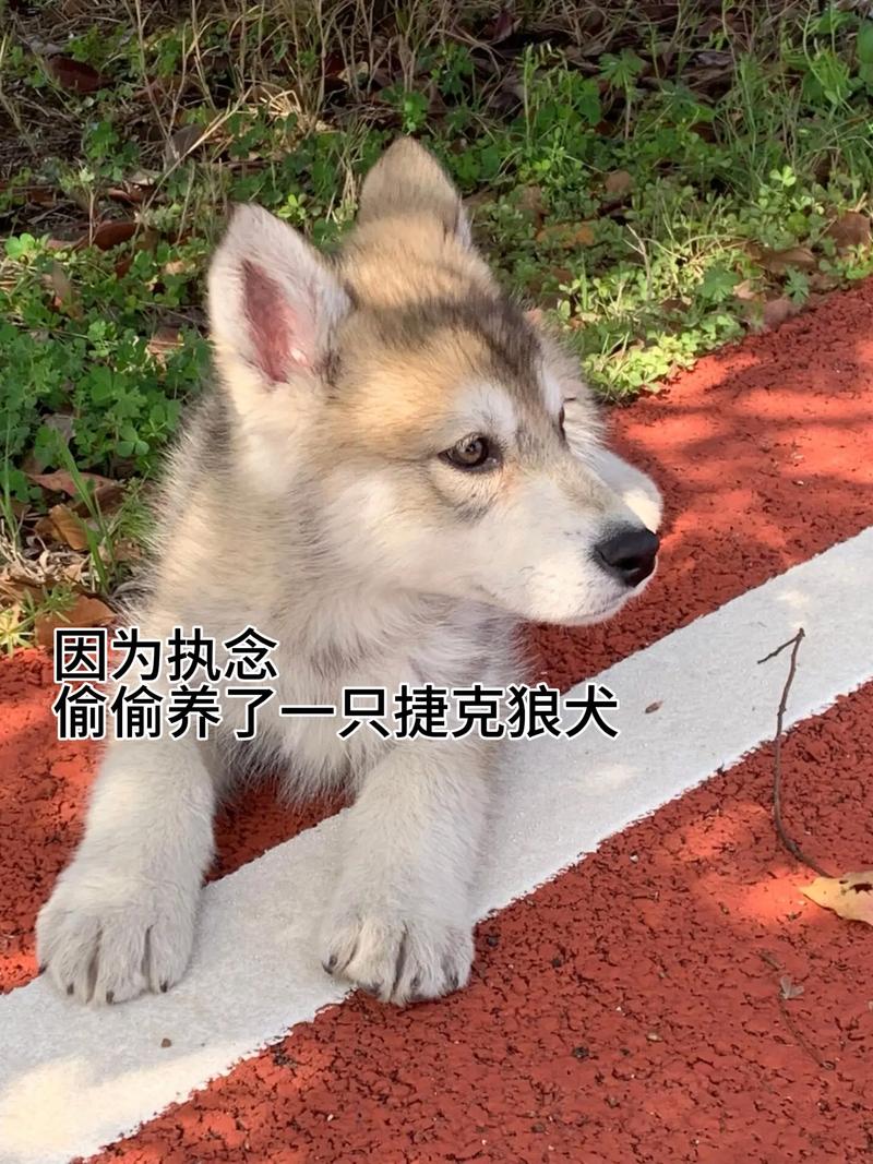 抖音狼狗叼枝花什么意思