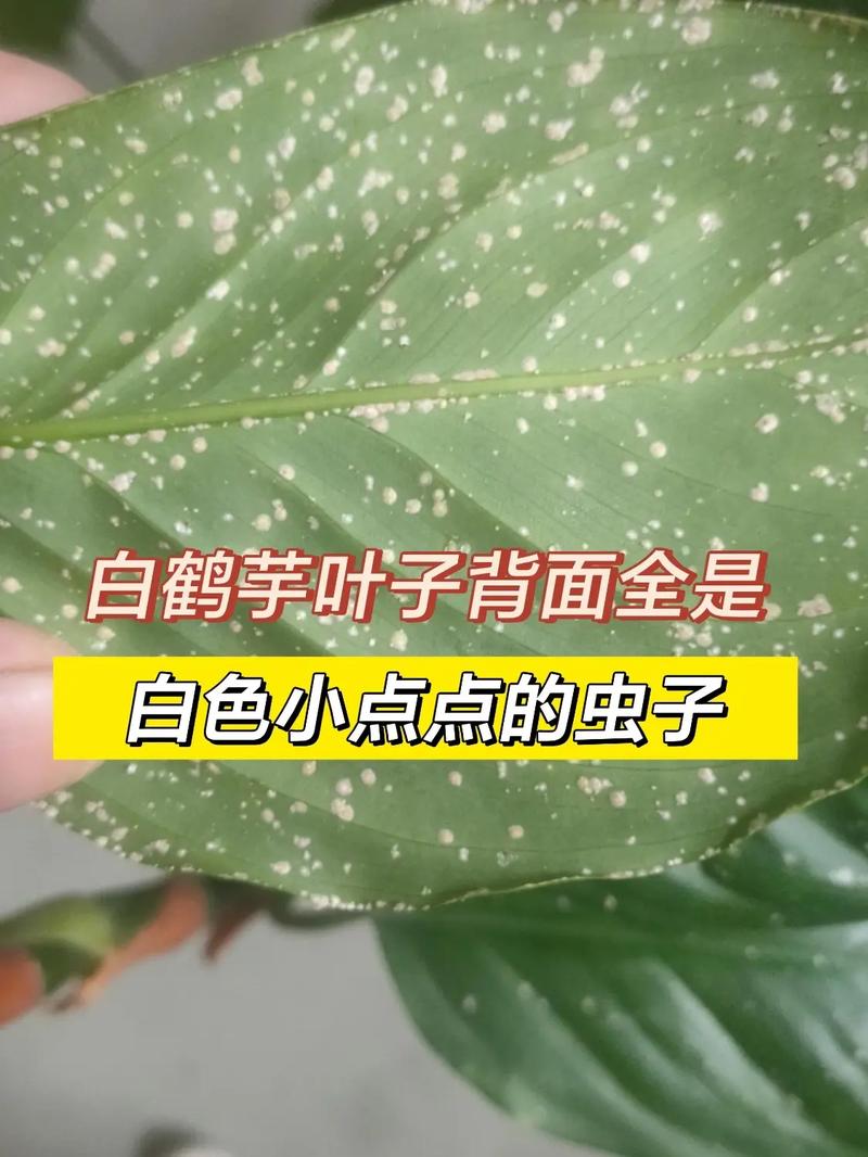 爱拍抖音的小点点是什么