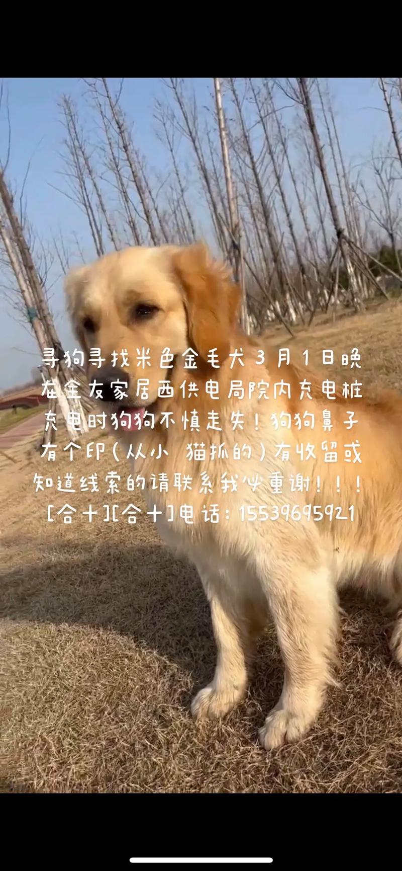 抖音搜同城找狗什么意思