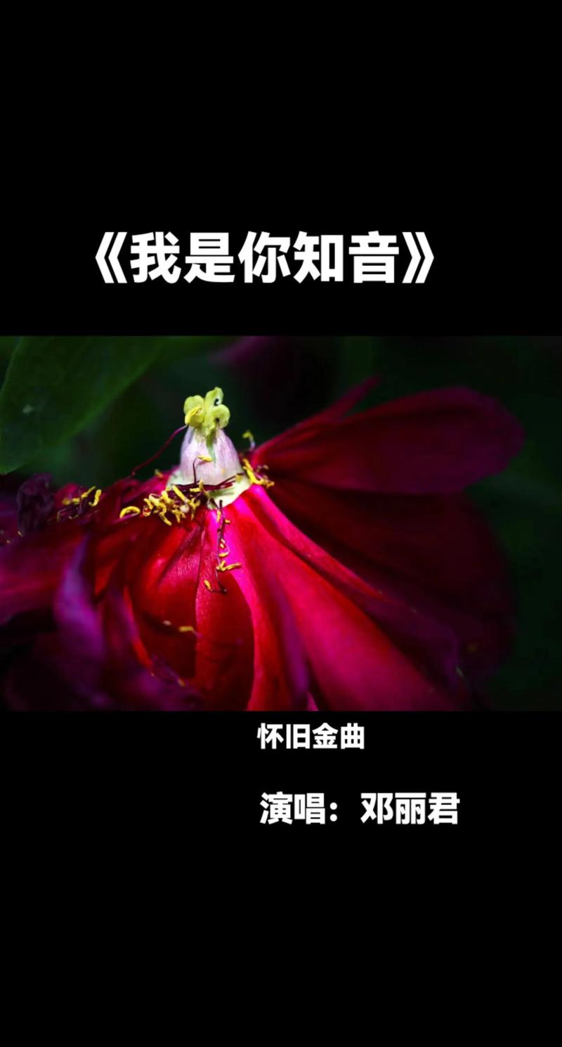 你说我的抖音是什么歌