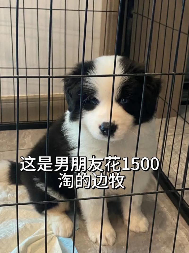 抖音最火边牧是什么歌
