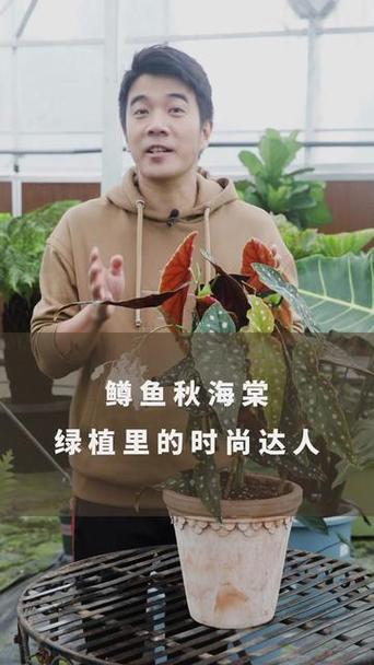 飞鱼和抖音有什么关系吗