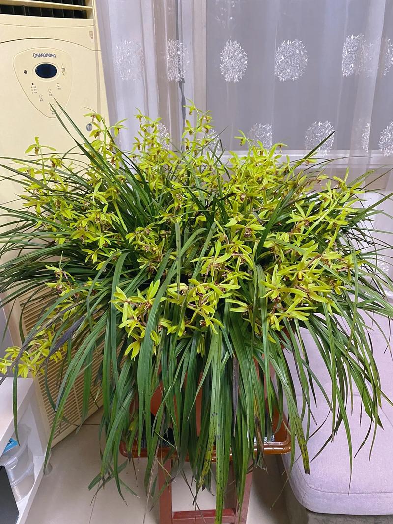 抖音的兰花都是什么草种