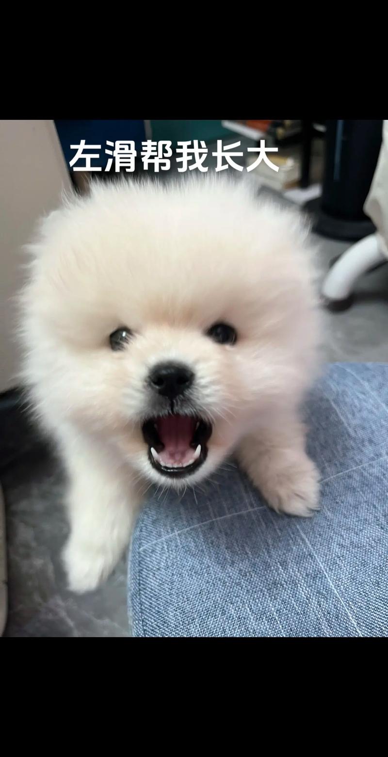 潍坊抖音网红小狗叫什么