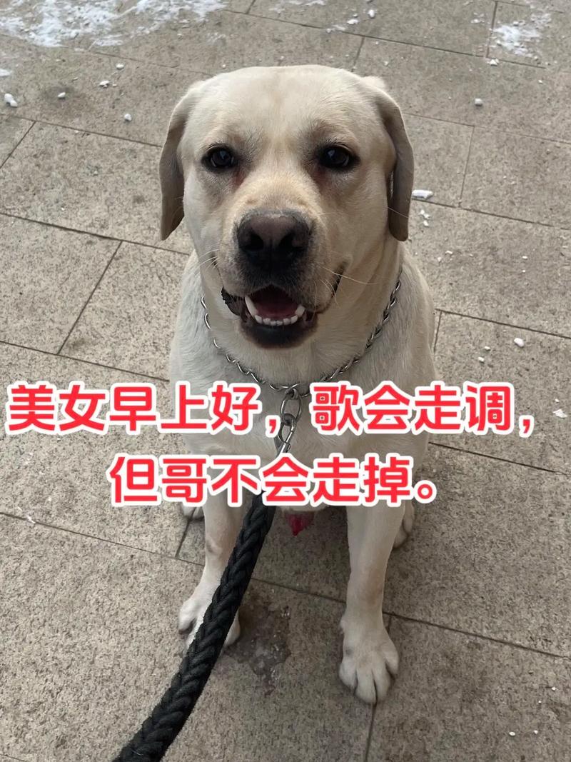 抖音上的大妈狗的什么歌