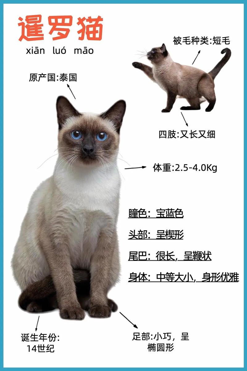 抖音莉哥为什么叫巡逻利