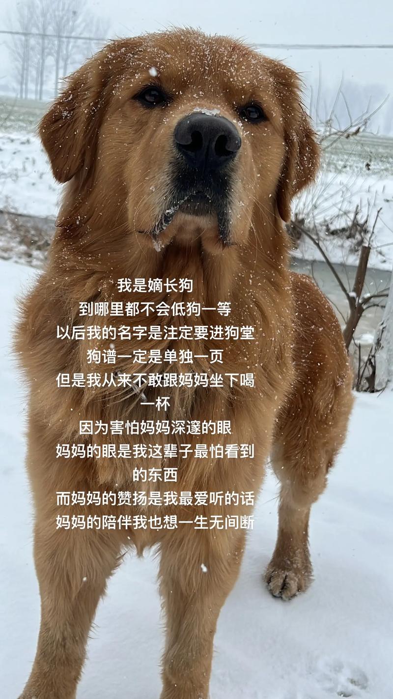 抖音上修狗是什么意思