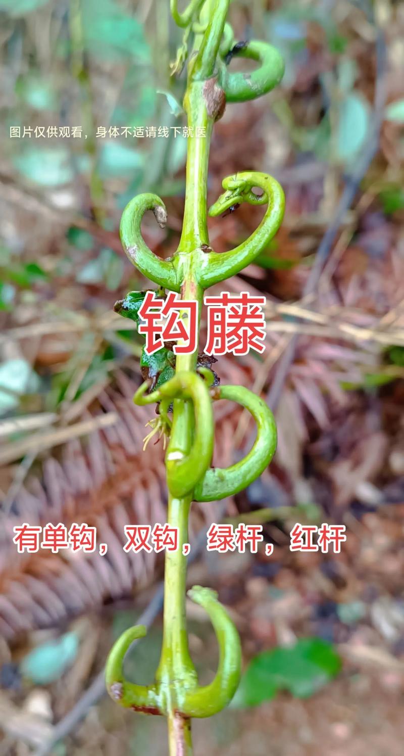 抖音钩字开头是什么意思
