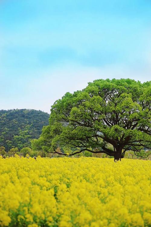抖音很火的风景树叫什么