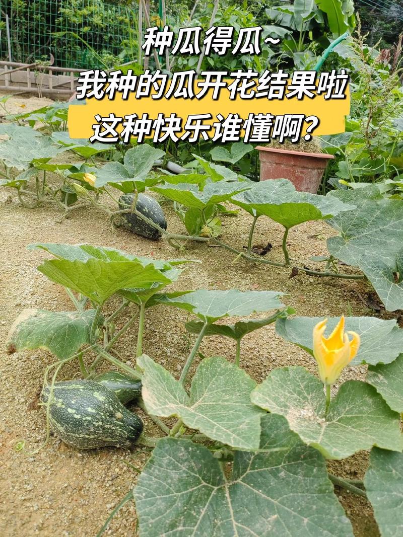 抖音第5种瓜是什么