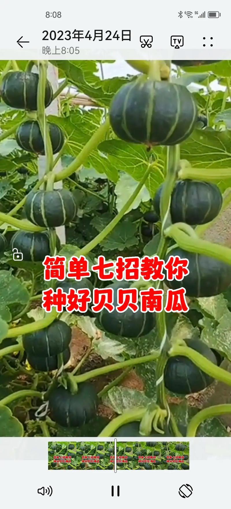 在抖音上种植什么最火呢