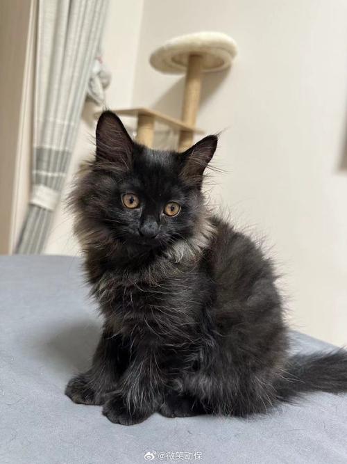 抖音上黑毛色的猫是什么