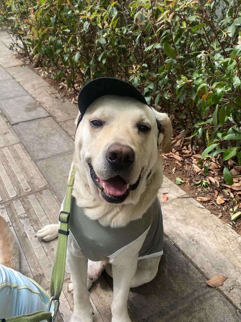 抖音上修狗是什么意思