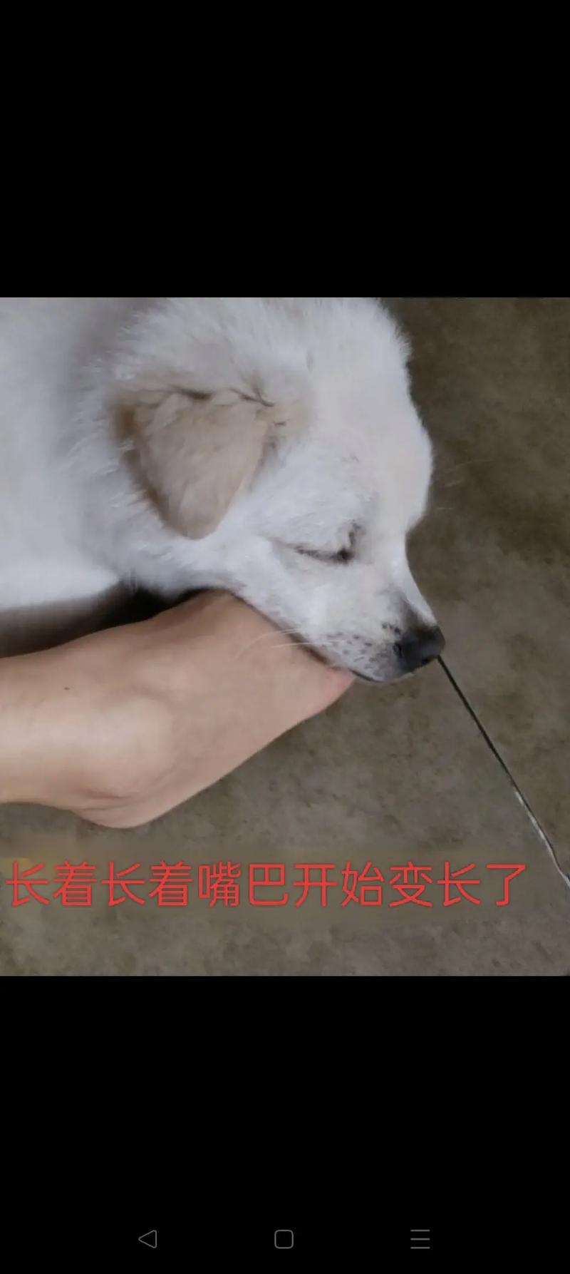 抖音上修狗是什么意思