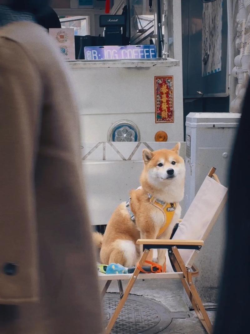 抖音走路的狗是什么狗啊