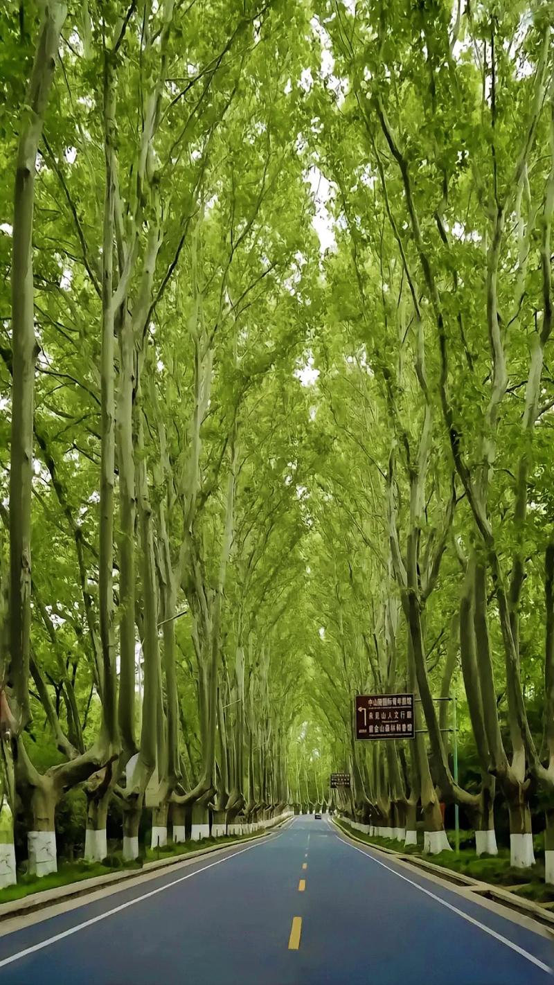 抖音很火的风景树叫什么