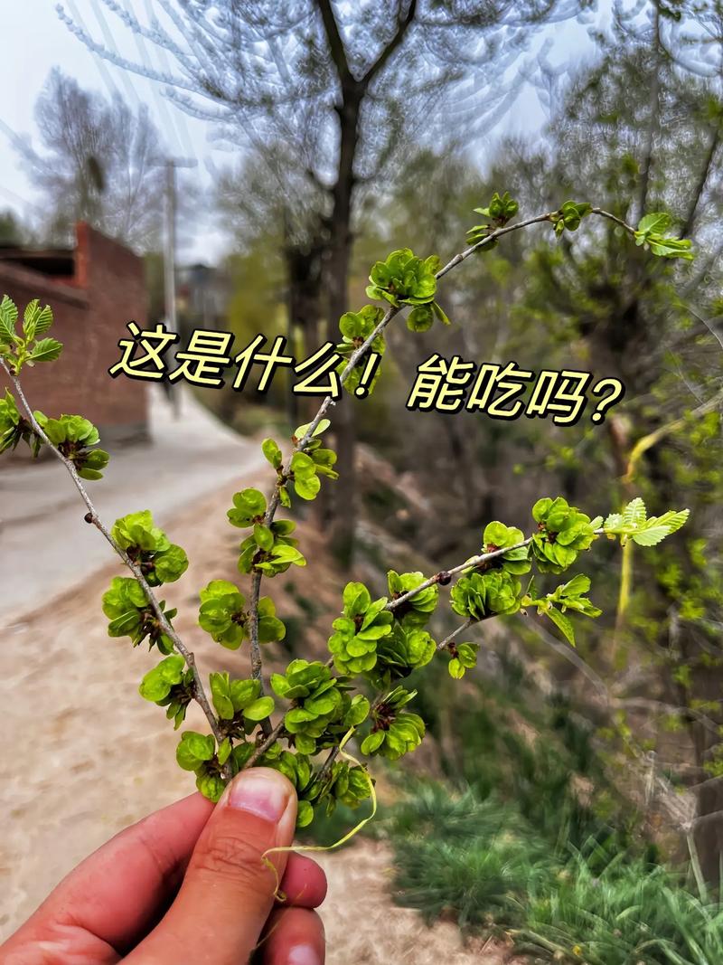 抖音叁花贰叶捉虫是什么