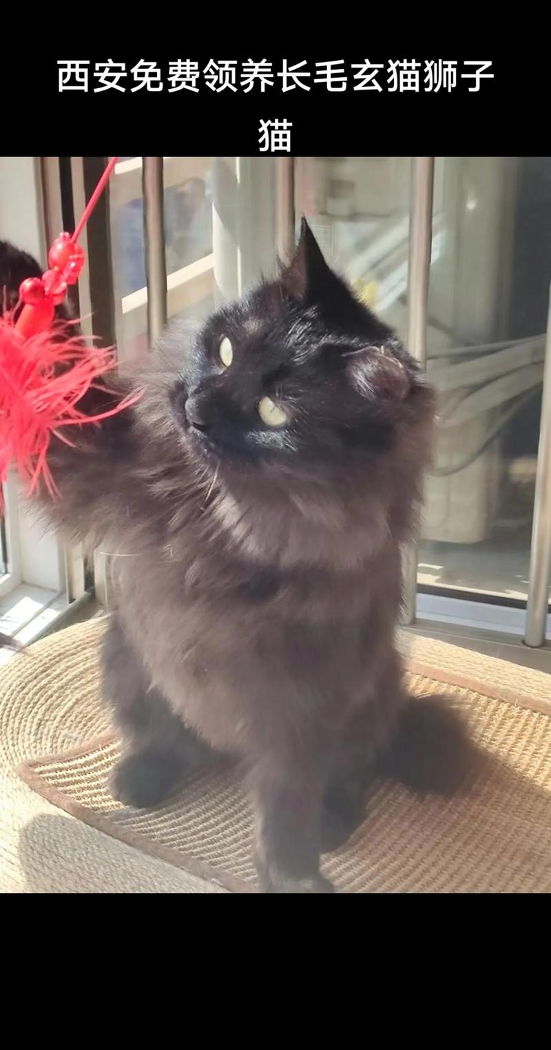 抖音上黑毛色的猫是什么
