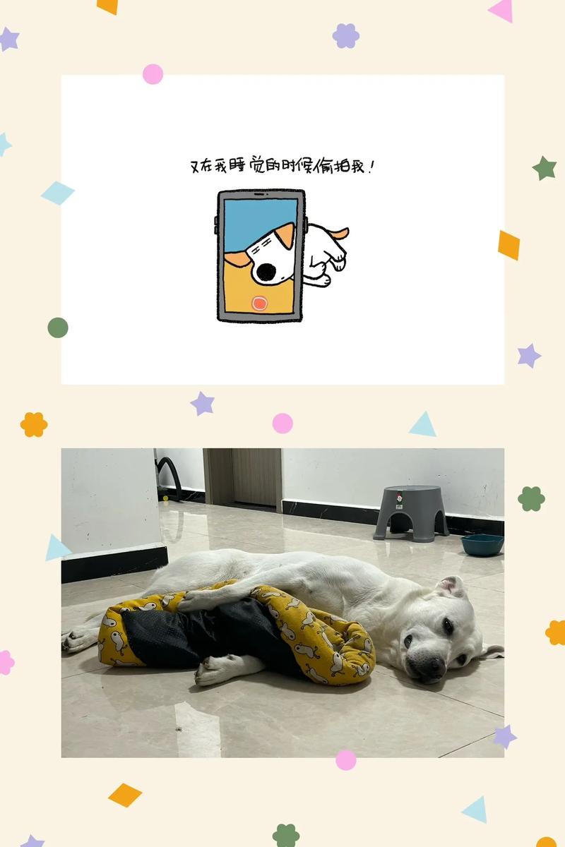抖音上的大妈狗的什么歌