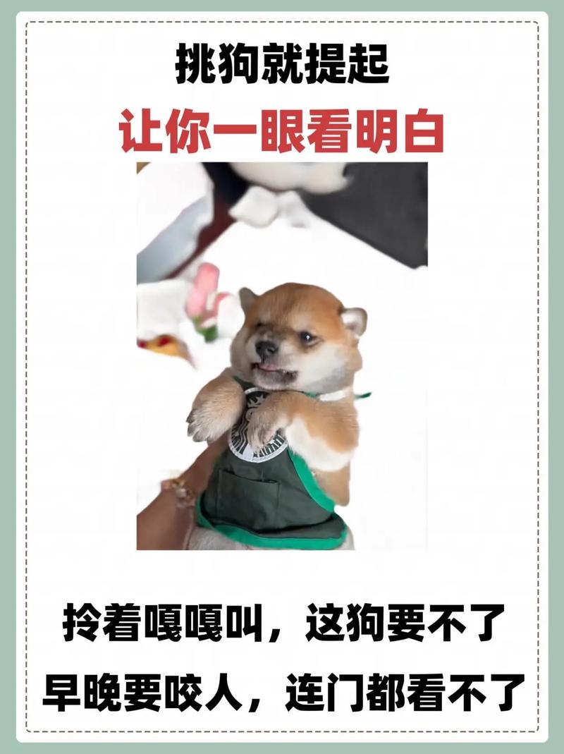 抖音上的大妈狗的什么歌