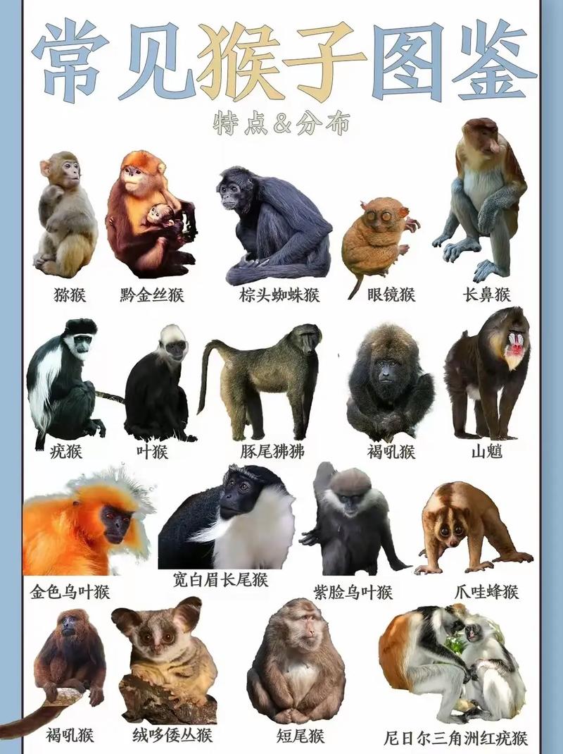 什么条件才上抖音百科