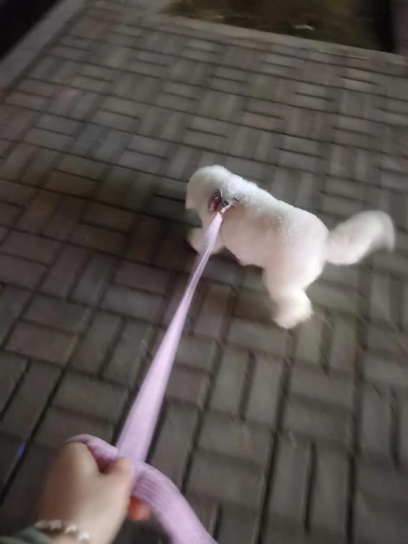 抖音走路的狗是什么狗啊