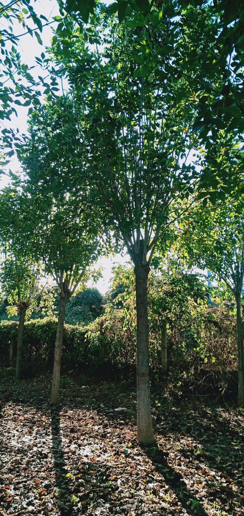 抖音很火的风景树叫什么