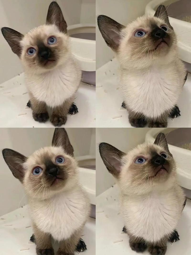 抖音里面有个猫叫什么猫