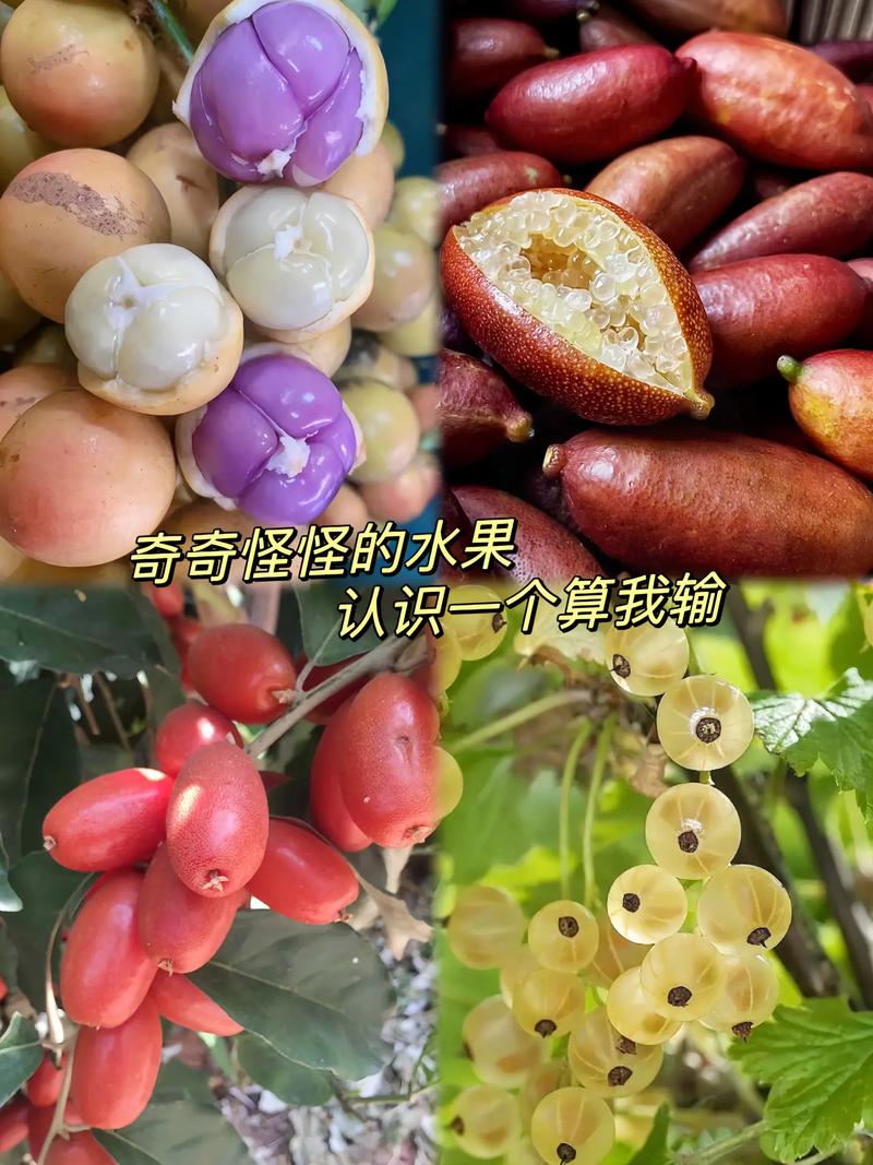 抖音中的同款水果叫什么