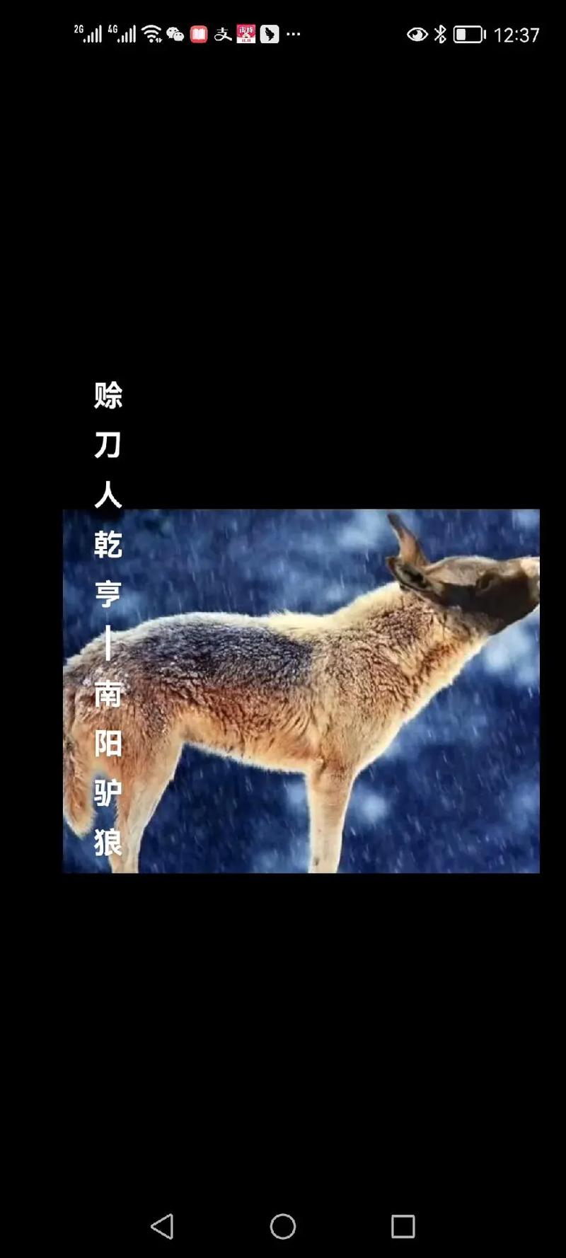 抖音不惧狼与风是什么歌